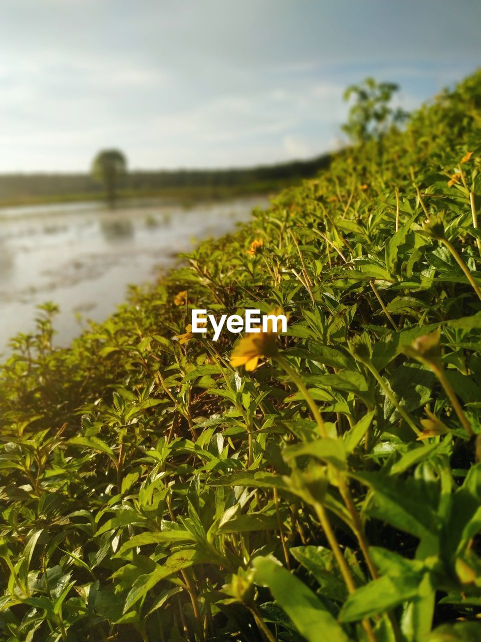 CLOSE-UP OF YELLOW FLOWERING PLANT ON LAND