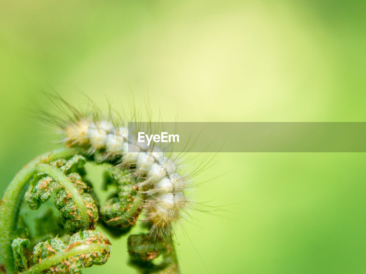 CLOSE-UP OF INSECT ON LEAF