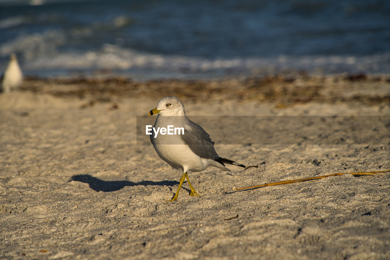 CLOSE-UP OF BIRD PERCHING ON SAND