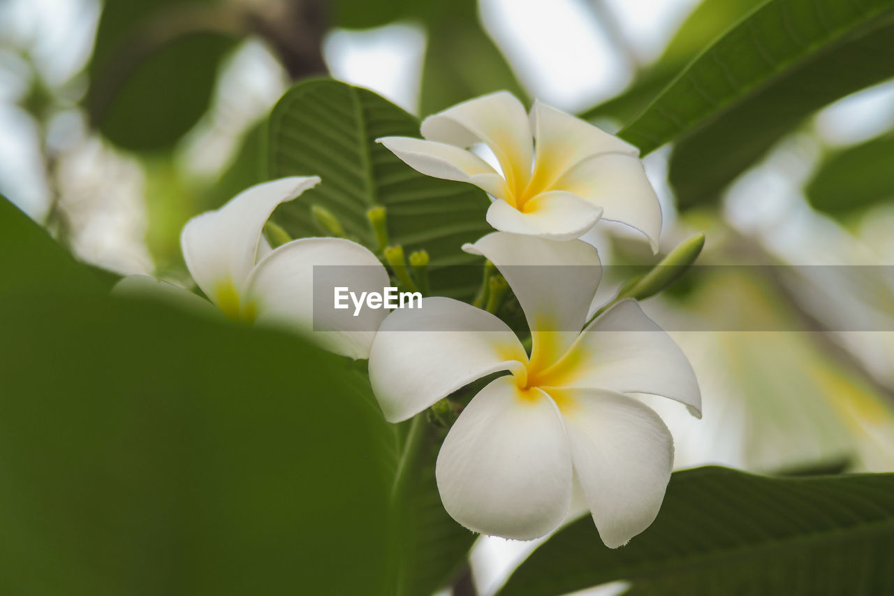 Close-up of white frangipani flowers