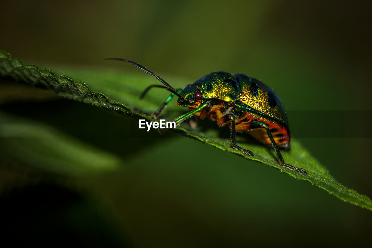 CLOSE-UP OF A INSECT ON PLANT