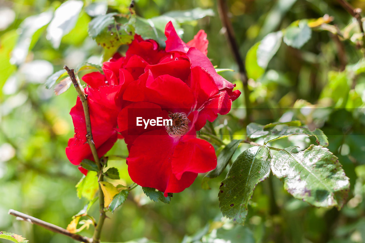 CLOSE-UP OF RED ROSE BLOOMING IN PARK