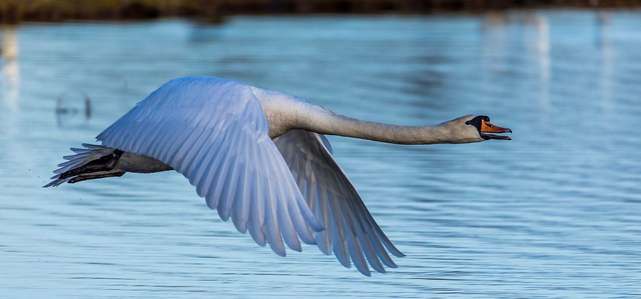 Swan flying over lake