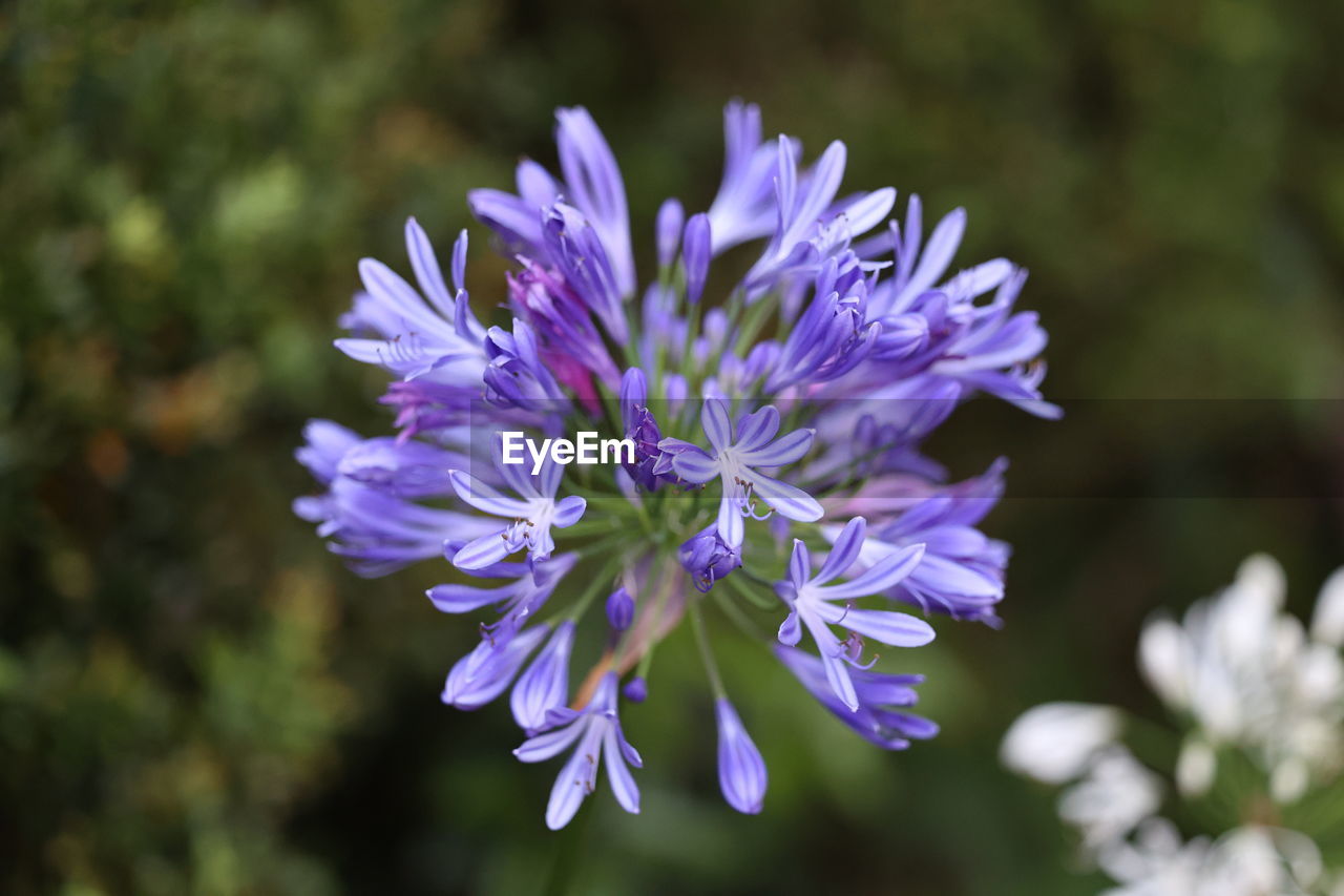 flower, flowering plant, plant, freshness, beauty in nature, purple, produce, vegetable, close-up, nature, fragility, food, herb, flower head, petal, growth, botany, blossom, inflorescence, focus on foreground, macro photography, wildflower, no people, outdoors, springtime, food and drink, selective focus, chicory, summer, environment