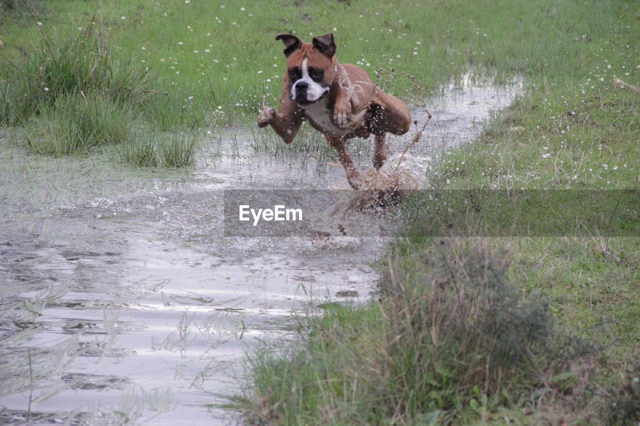 DOG RUNNING IN A GRASS