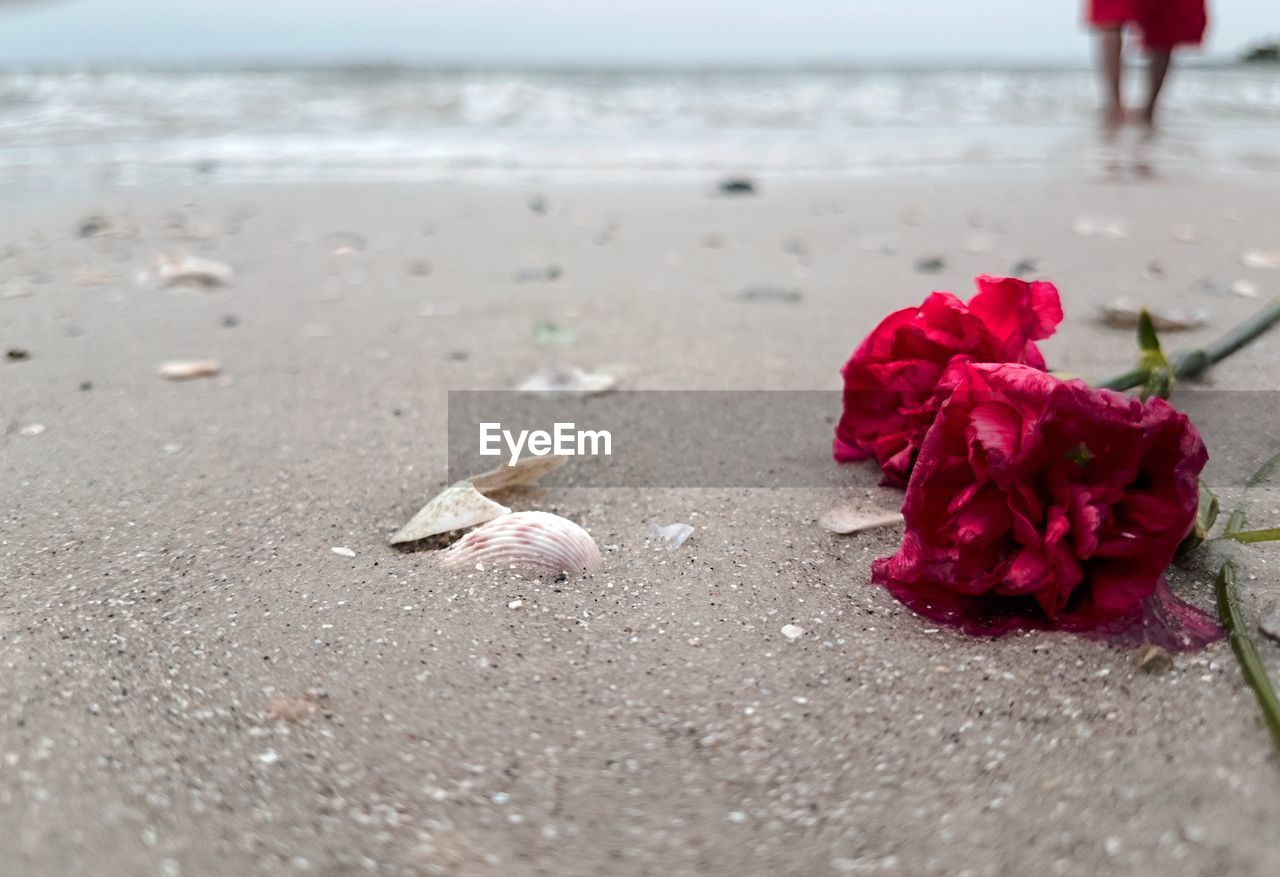 Close-up of pink rose on beach