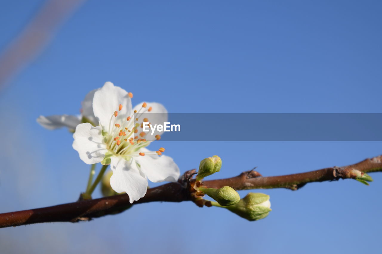 LOW ANGLE VIEW OF CHERRY BLOSSOMS AGAINST BLUE SKY