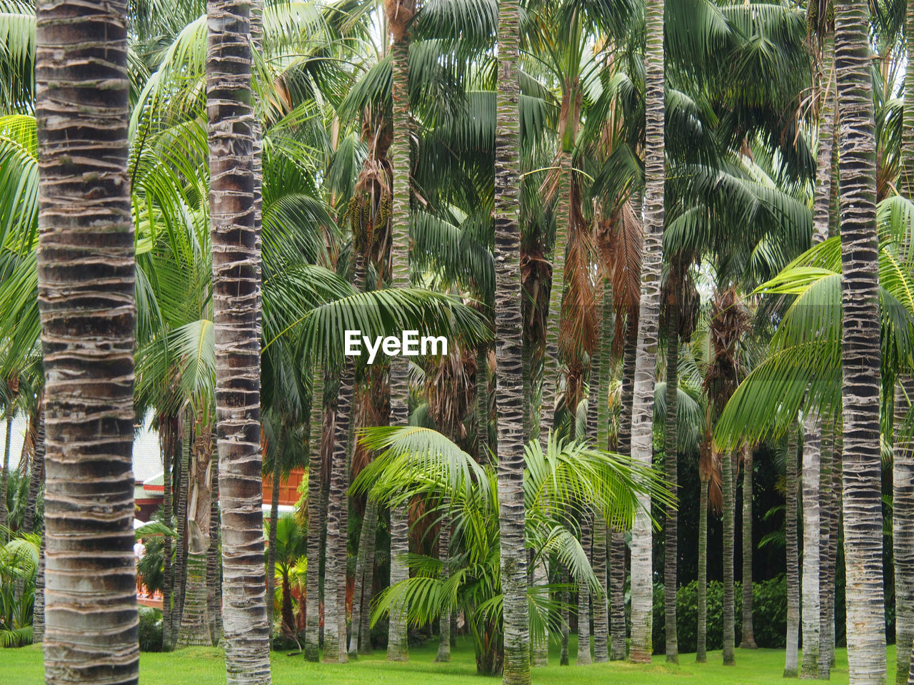 PALM TREES IN PARK