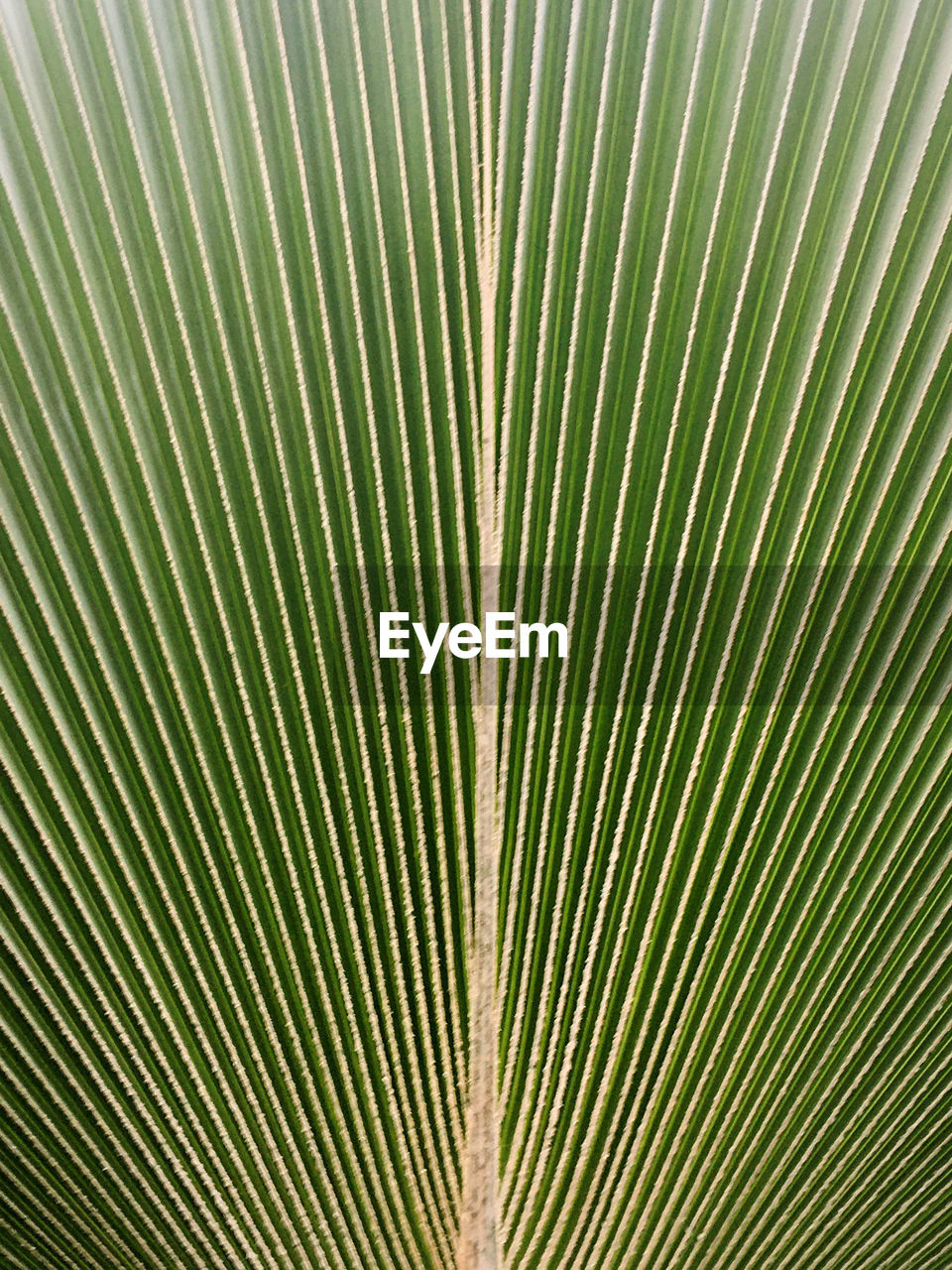 pattern, leaf, full frame, backgrounds, plant part, palm leaf, green, palm tree, no people, close-up, textured, nature, plant, growth, line, day, tropical climate, circle, tree, striped, flower, beauty in nature, outdoors, frond