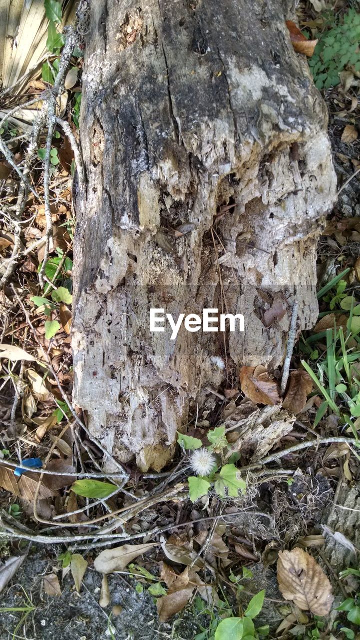 VIEW OF TREE TRUNK