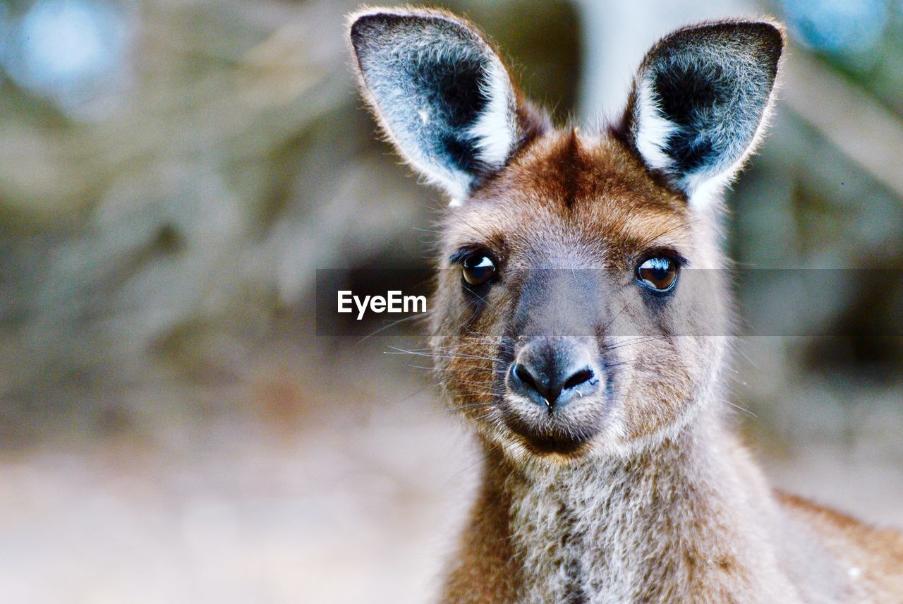 CLOSE-UP PORTRAIT OF BROWN ANIMAL