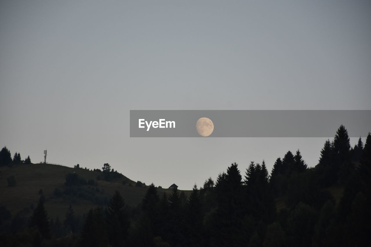 LOW ANGLE VIEW OF TREES AGAINST CLEAR SKY