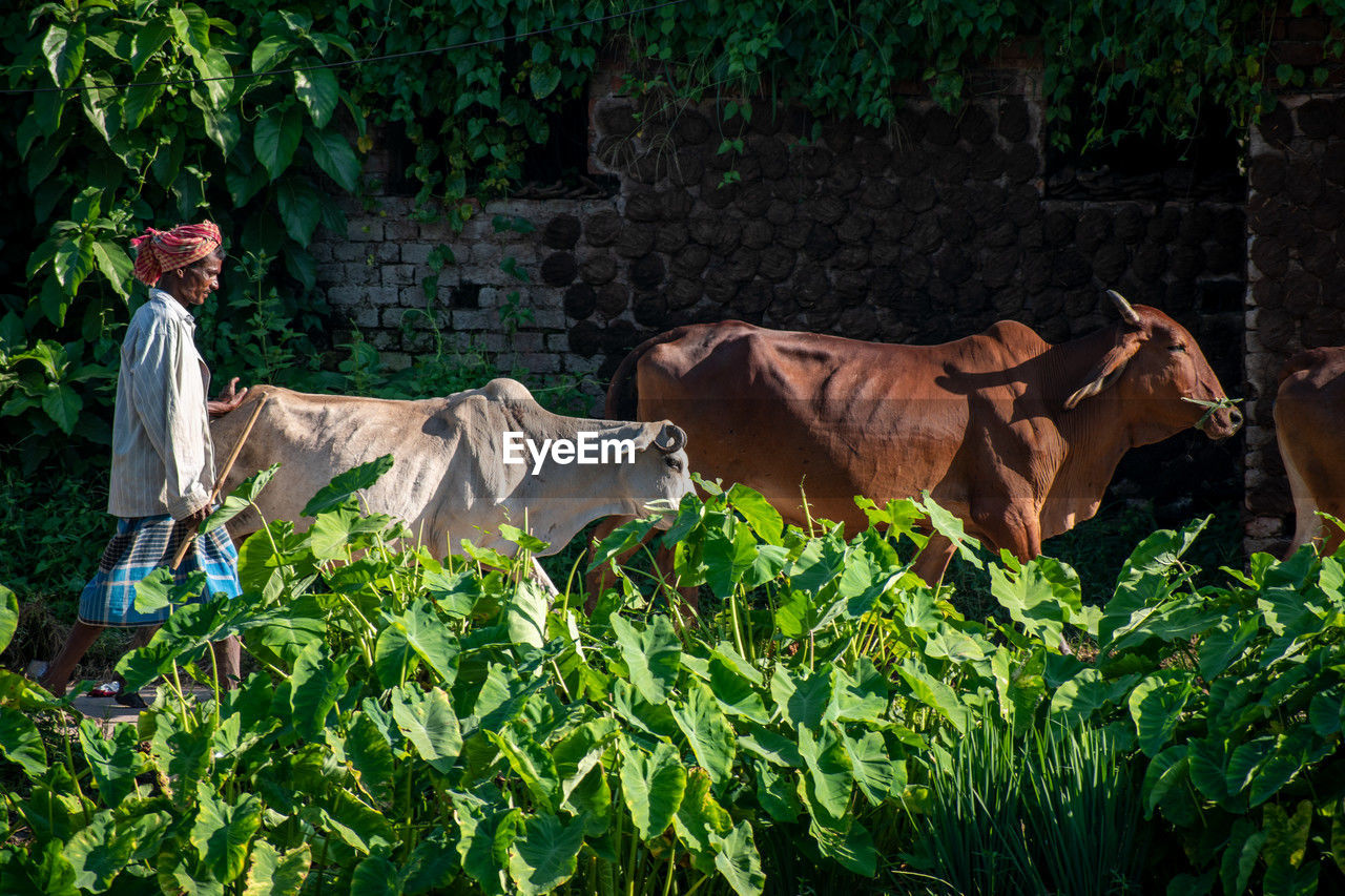 plant, animal, agriculture, animal themes, rural area, mammal, nature, field, farm, growth, domestic animals, occupation, flower, livestock, rural scene, animal wildlife, one person, grass, adult, working, land, farmer, food, outdoors, landscape, group of animals, cattle, green, men, food and drink, day, jungle, hat, pet, natural environment, meadow, clothing