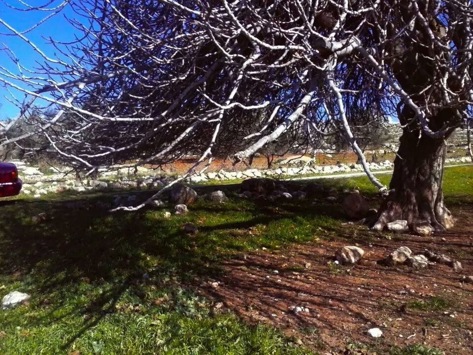 BARE TREES ON GRASSY FIELD