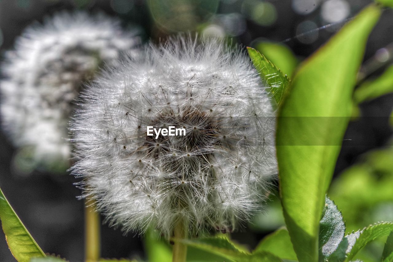CLOSE-UP OF DANDELION AGAINST GREEN PLANT