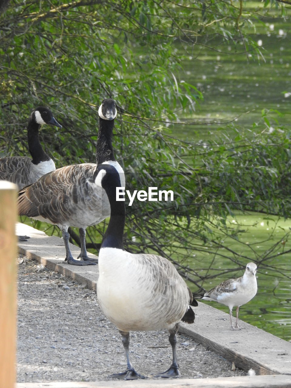 VIEW OF BIRDS IN THE WATER