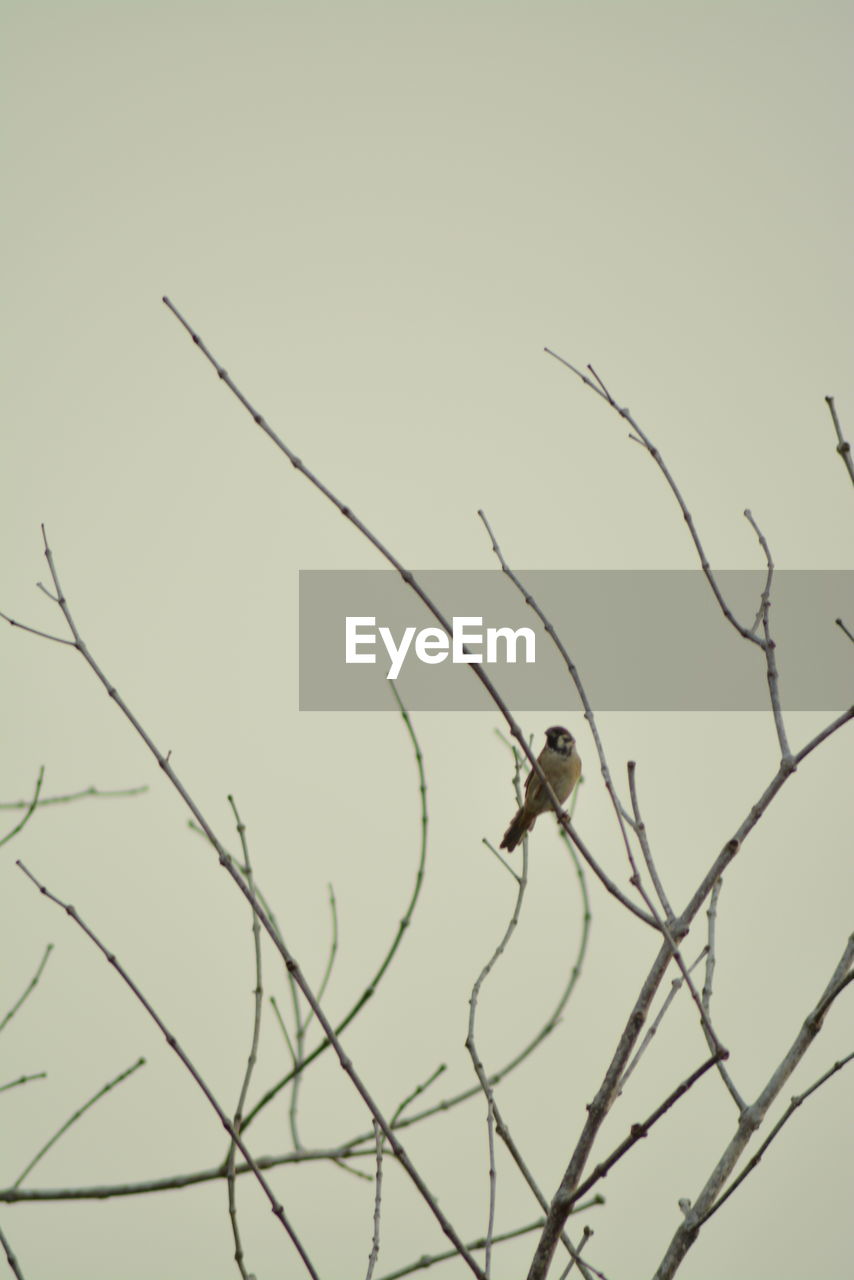 LOW ANGLE VIEW OF BIRD PERCHING ON BRANCH