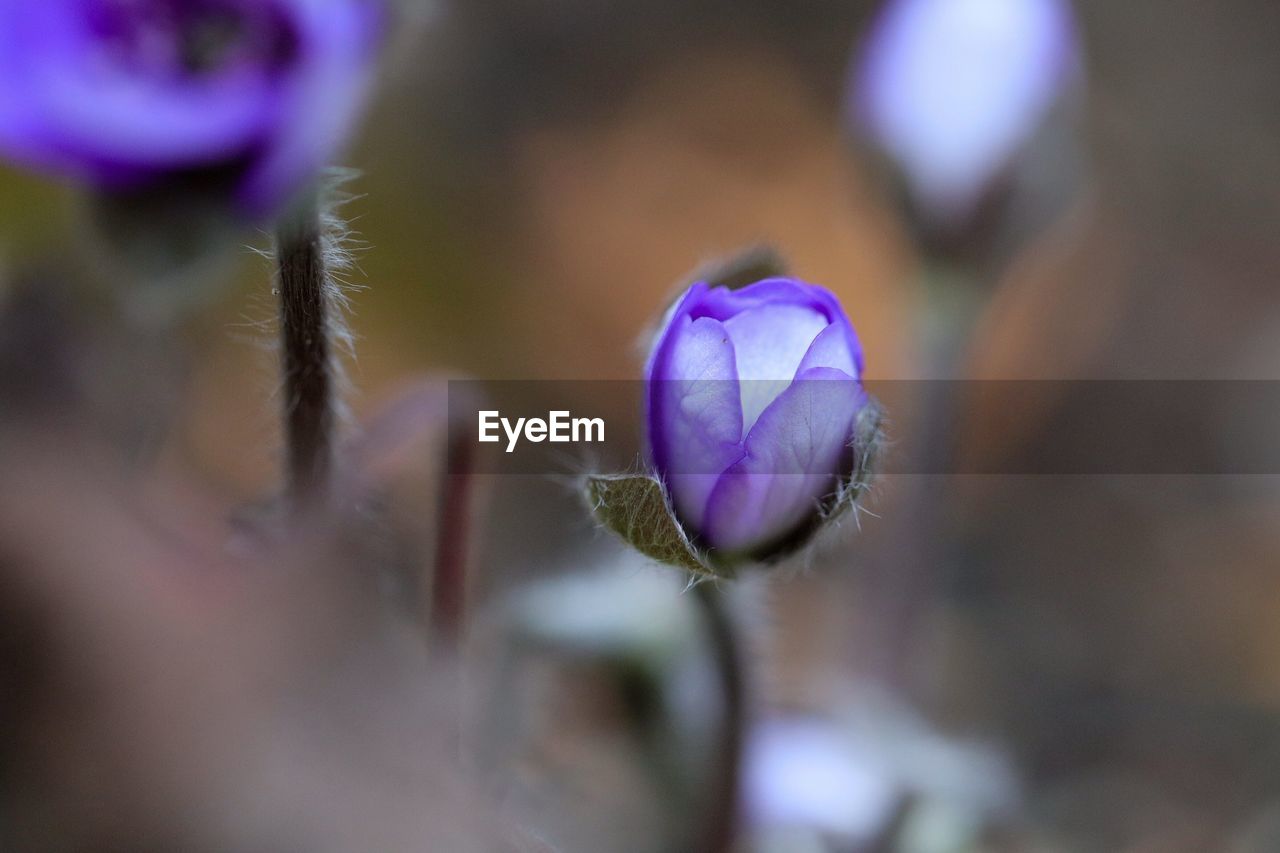 Close-up of purple flowering plant