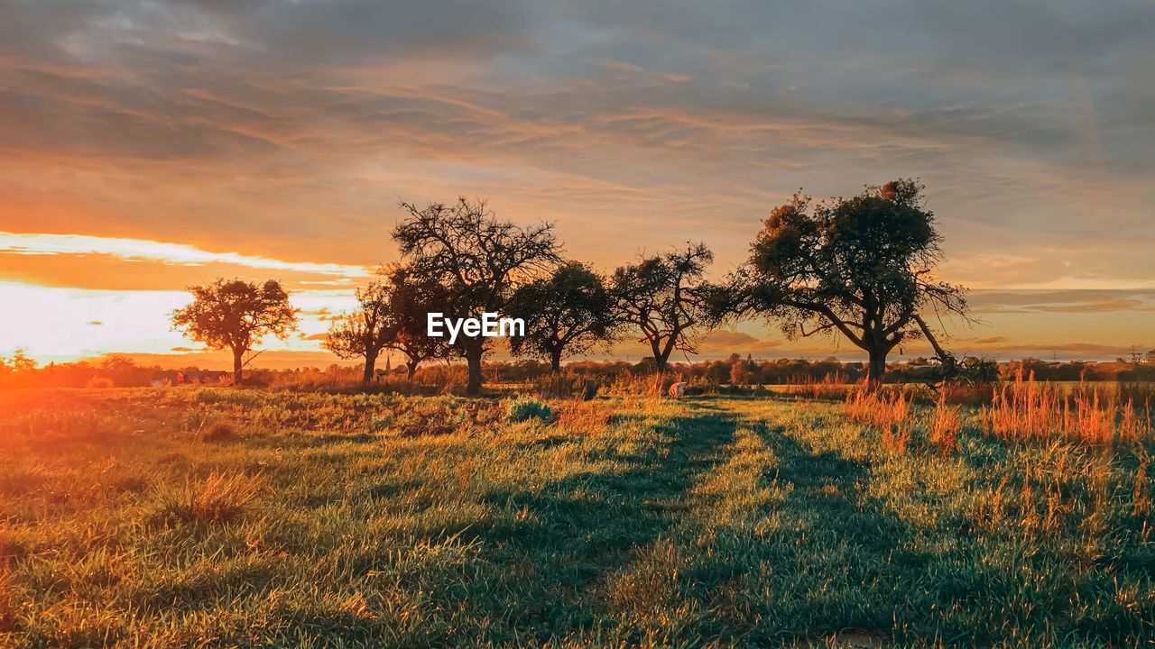 Trees on field against sky during sunset