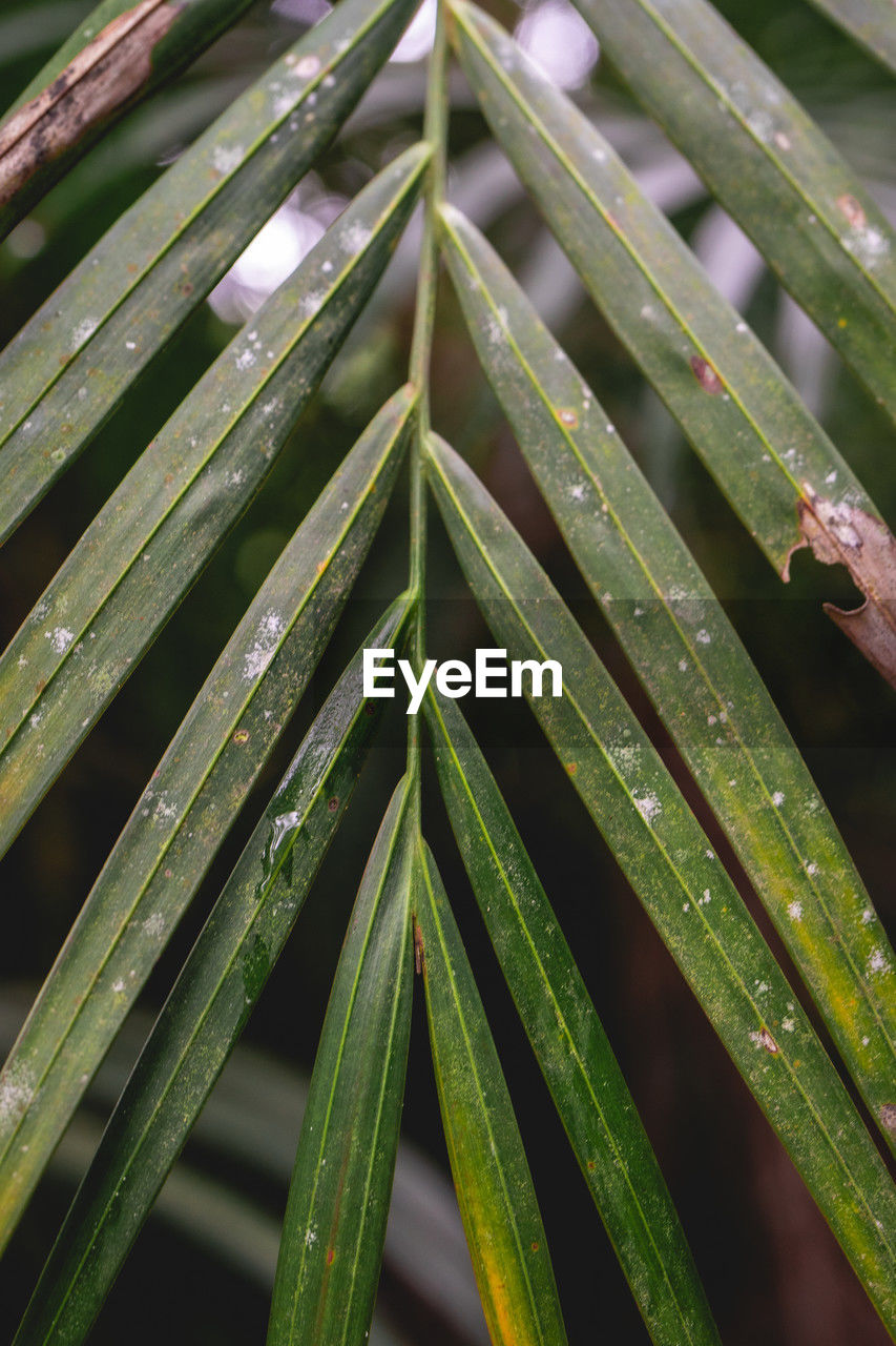 plant, green, leaf, growth, nature, grass, plant part, plant stem, no people, close-up, flower, beauty in nature, wet, water, branch, tree, drop, macro photography, tropical climate, outdoors, palm tree, backgrounds, environment, freshness, full frame