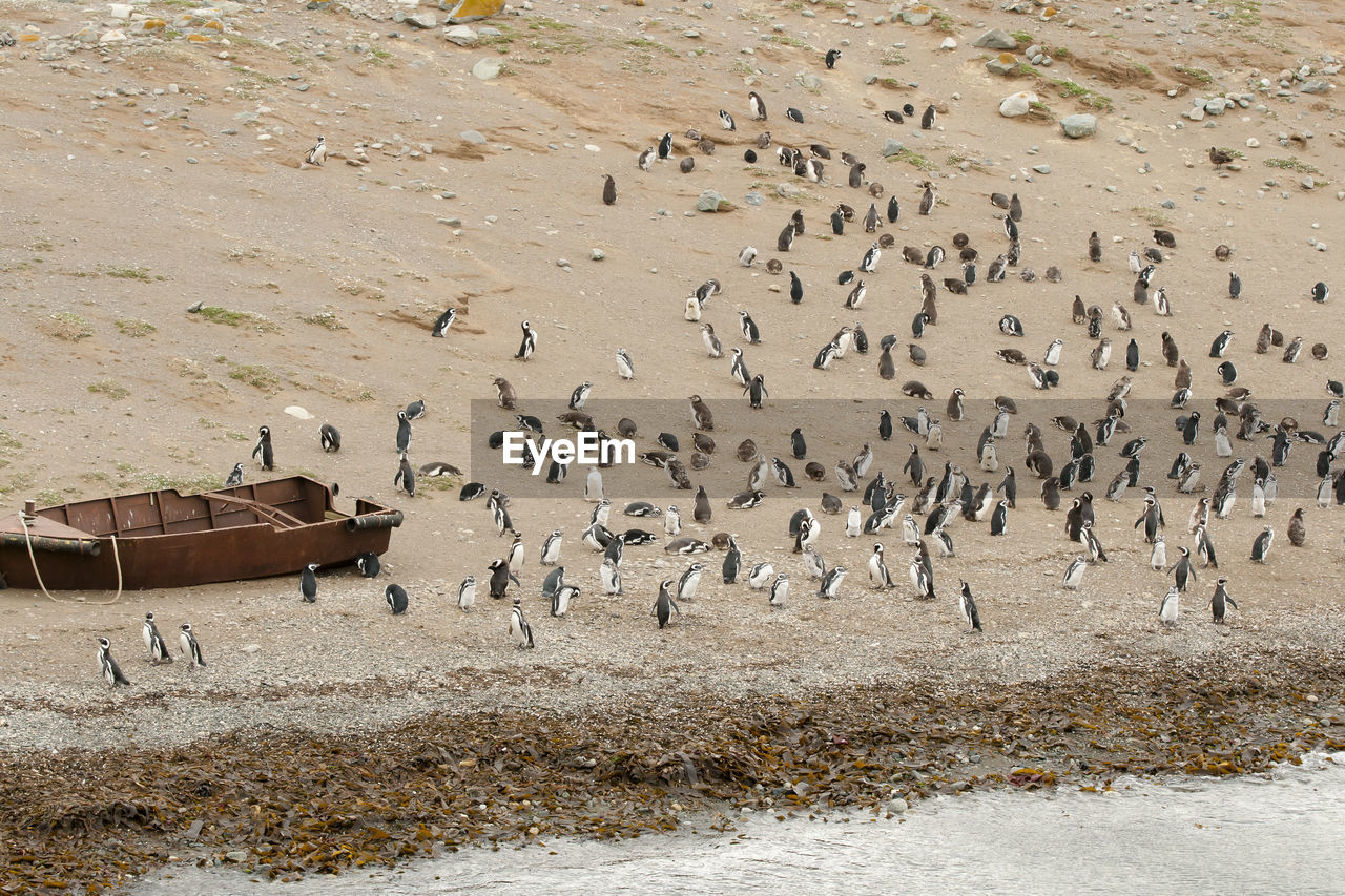 BIRDS FLYING OVER DESERT