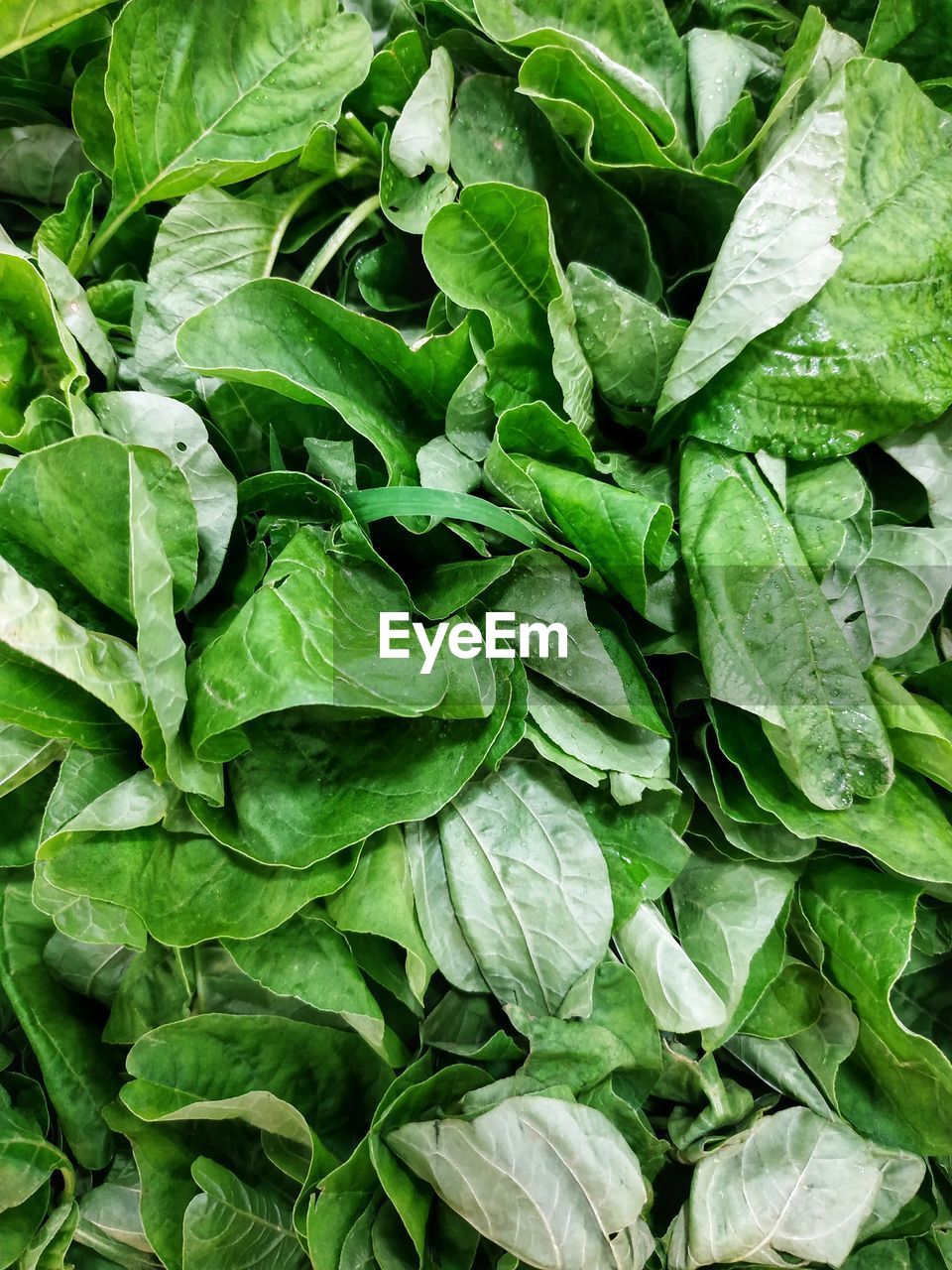 Full frame shot of spinach leaves