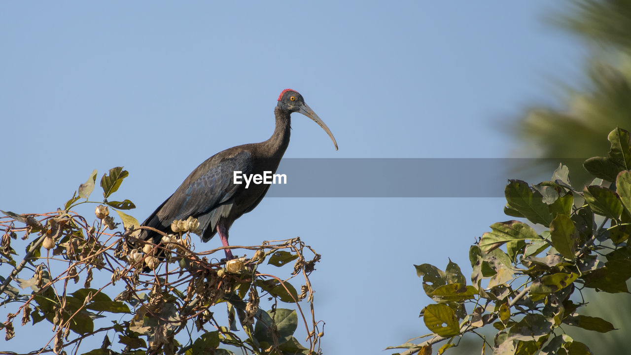 LOW ANGLE VIEW OF BIRD PERCHING ON BRANCH AGAINST CLEAR SKY