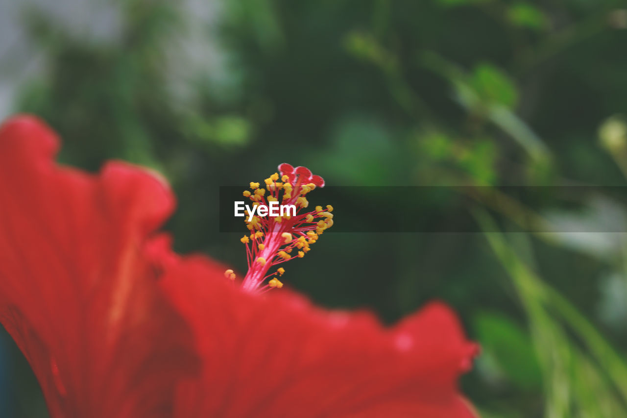 Close-up of red flower