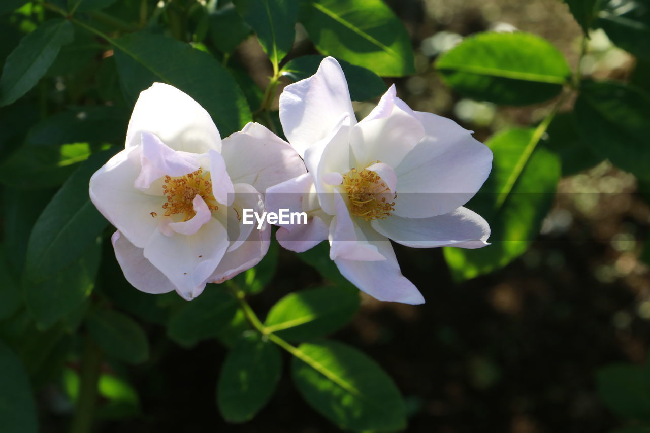 CLOSE-UP OF FLOWERS