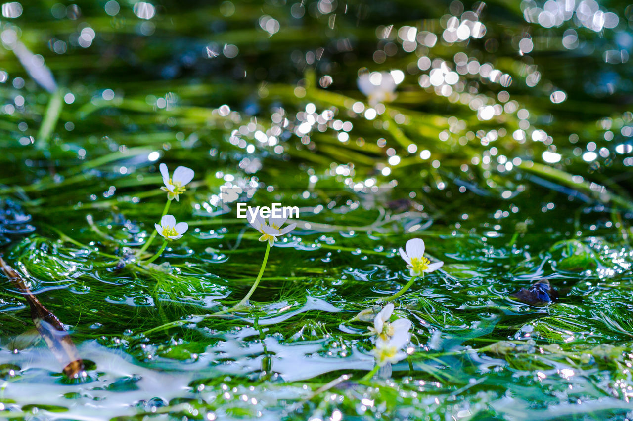 plant, water, nature, green, drop, branch, beauty in nature, wet, freshness, leaf, plant part, dew, no people, flower, growth, tree, selective focus, close-up, outdoors, moisture, day, backgrounds, macro photography, tranquility, grass, environment, flowering plant, rain, sunlight, full frame, fragility