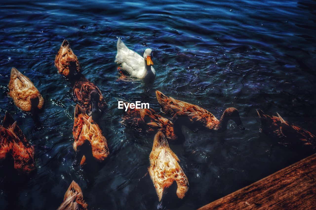 HIGH ANGLE VIEW OF DUCKS IN SEA