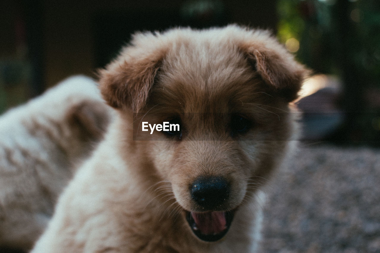 Close-up portrait of puppy