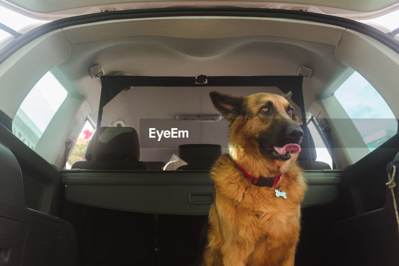 Dog in the back of the car ready togo for a walk