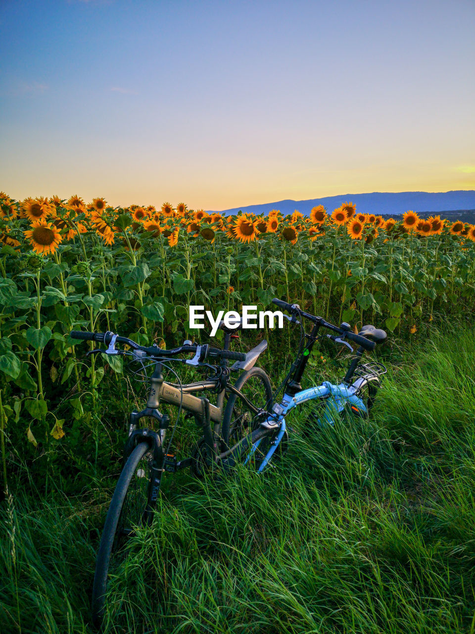 PLANTS GROWING ON FIELD DURING SUNSET