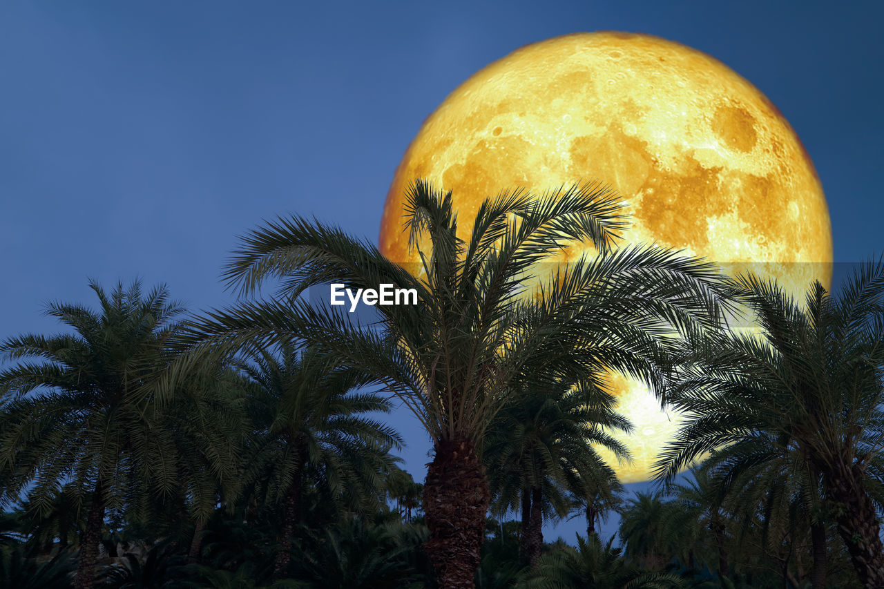LOW ANGLE VIEW OF PALM TREES AGAINST SKY