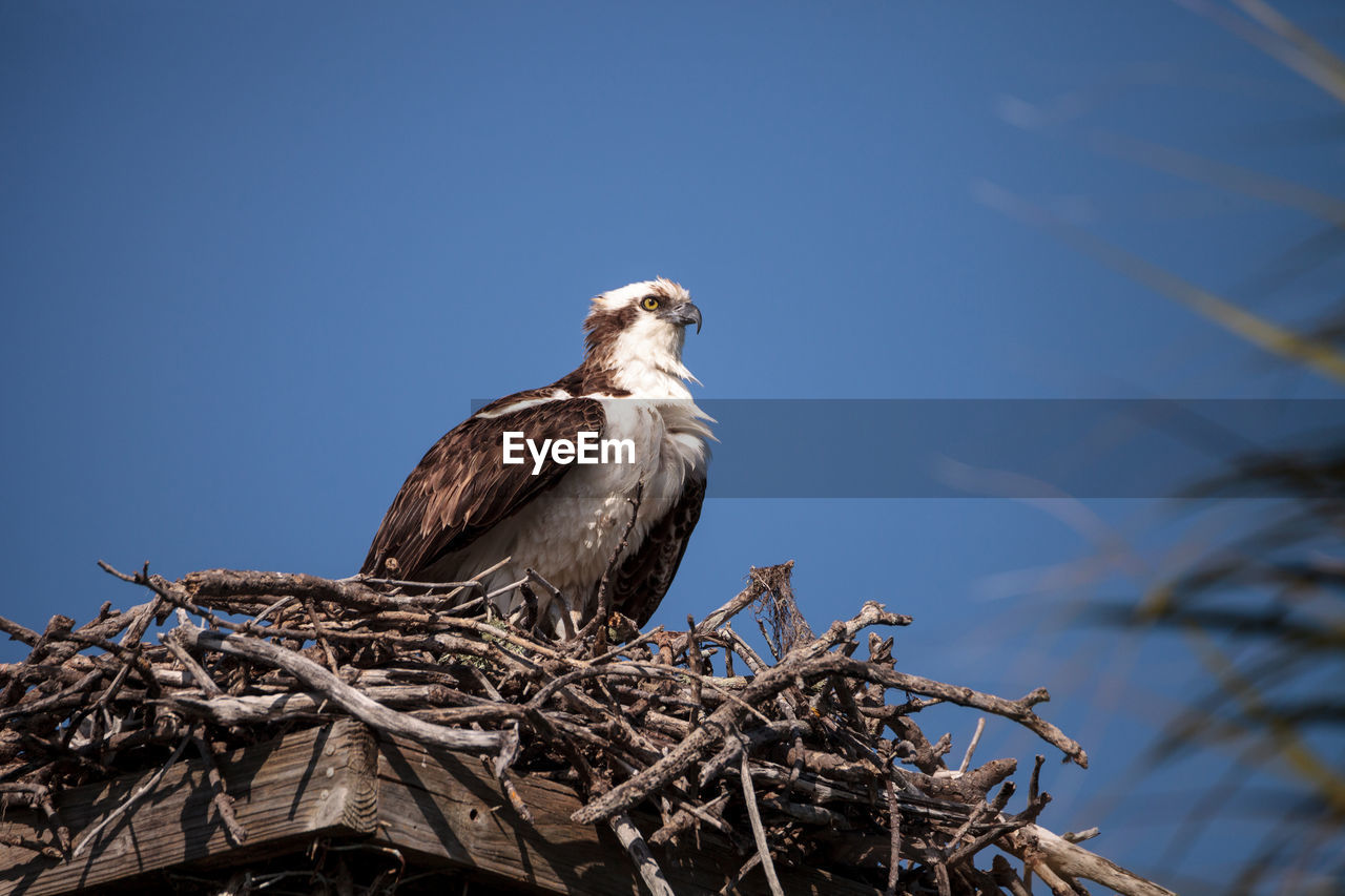 Male osprey bird pandion haliaetus in a nest high above the myakka river in sarasota, florida.