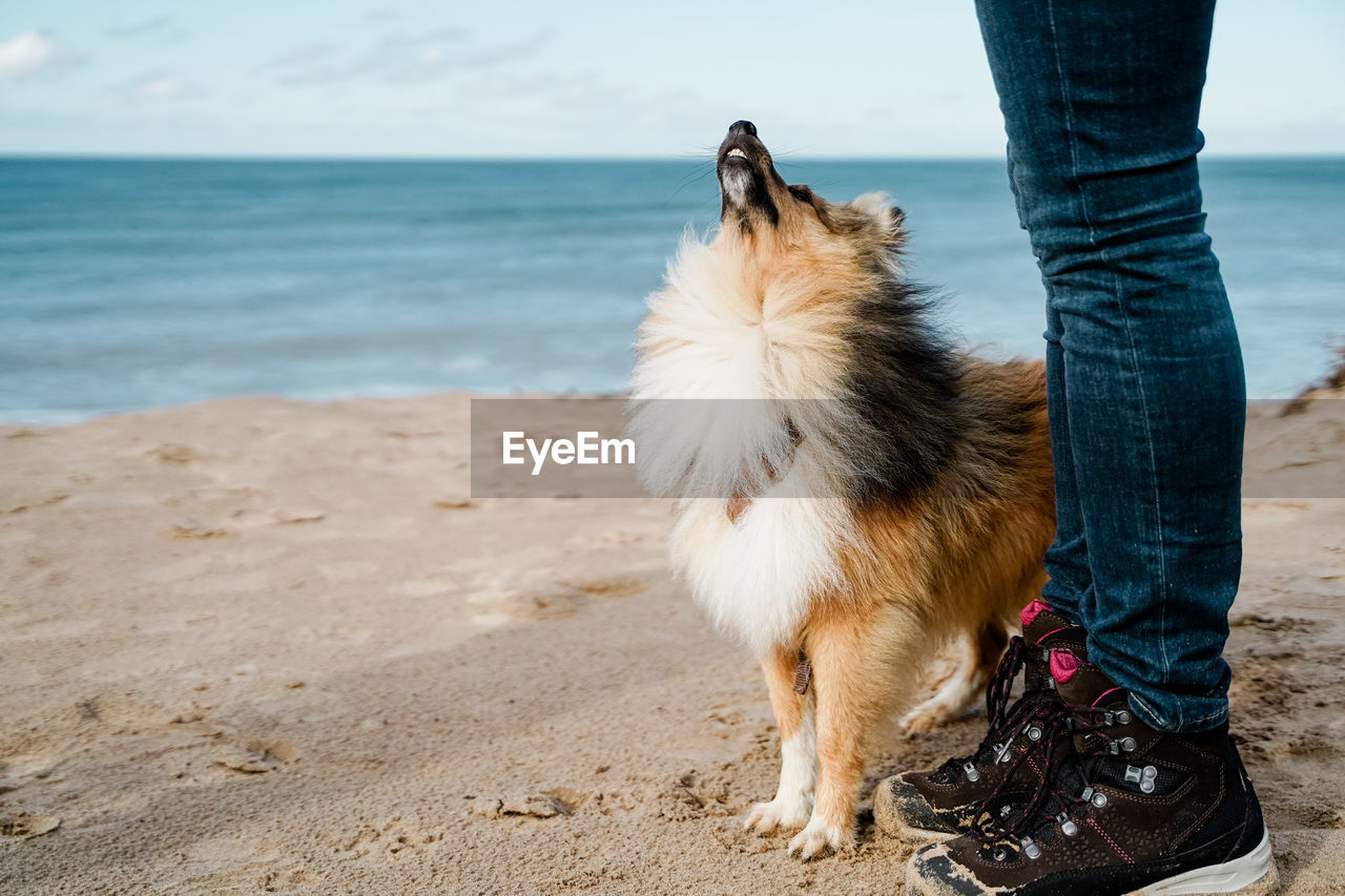 Low section of man with dog on beach