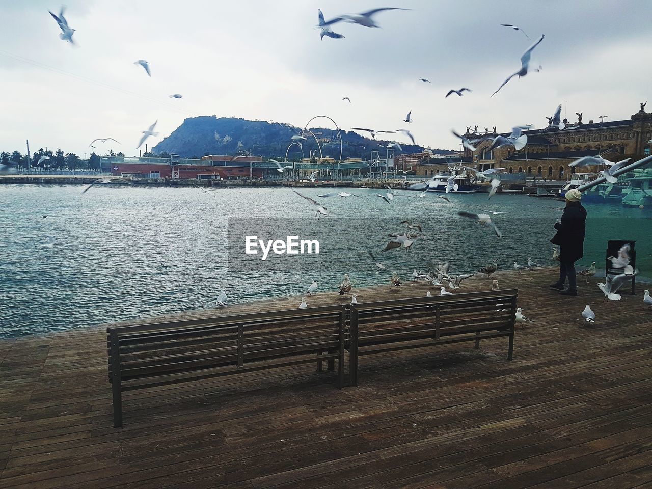VIEW OF BIRDS ON PIER