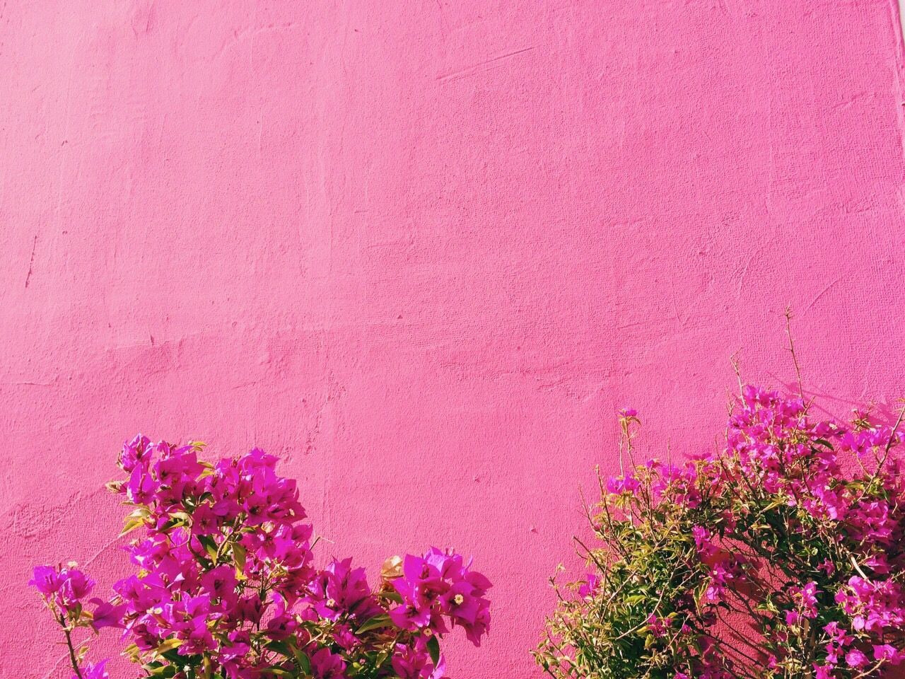 Close-up of pink flowers