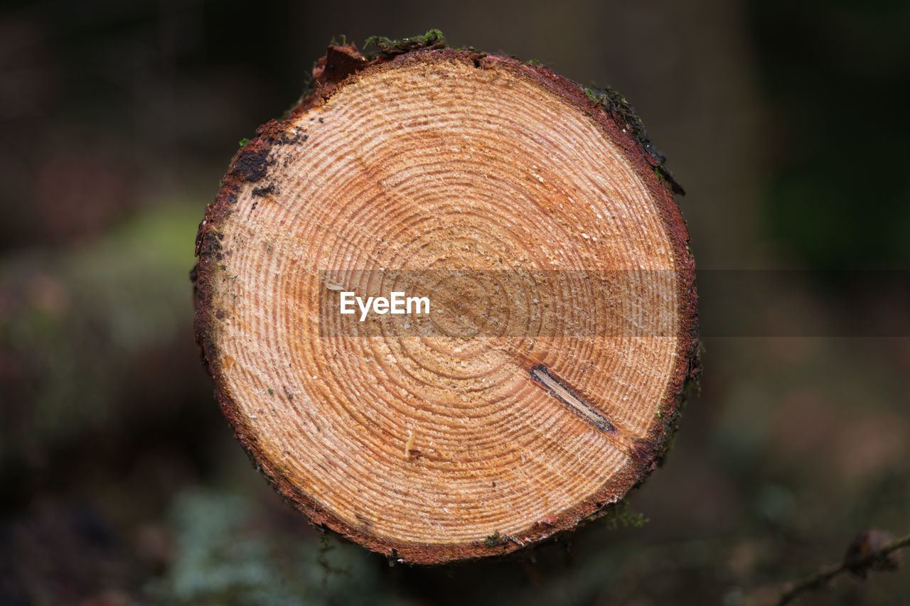 Close-up of tree stump in forest