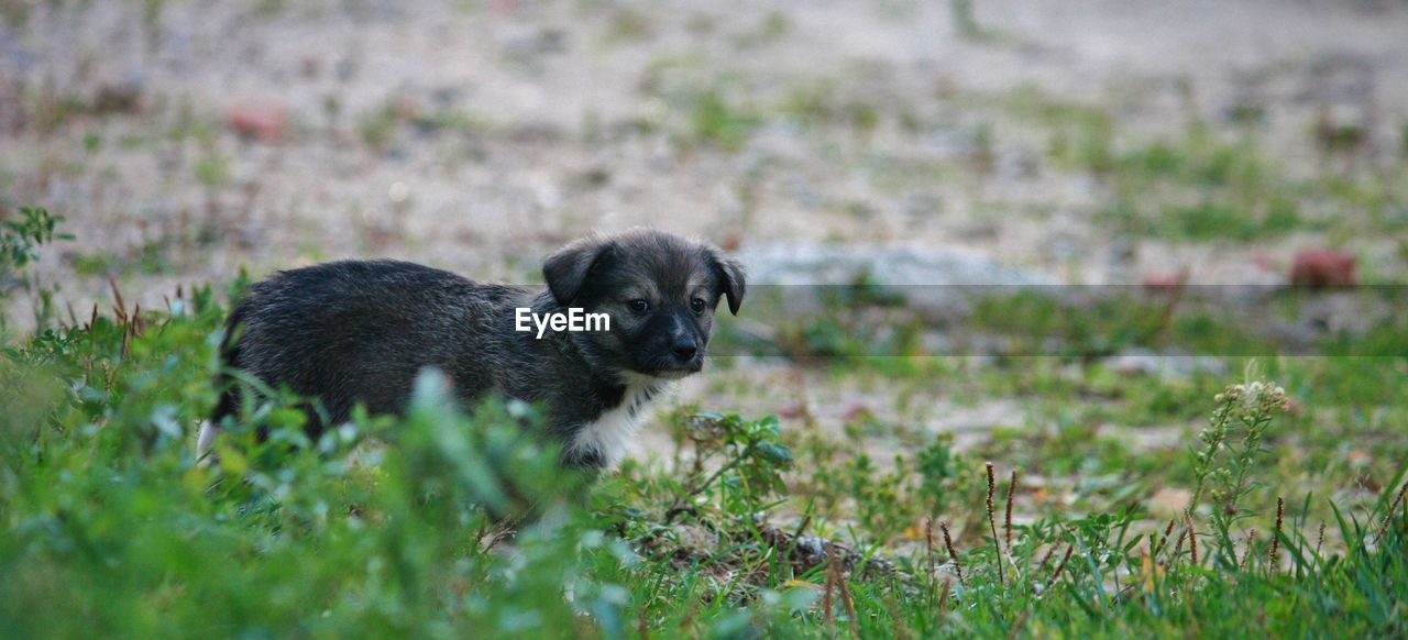 PUPPY IN FIELD