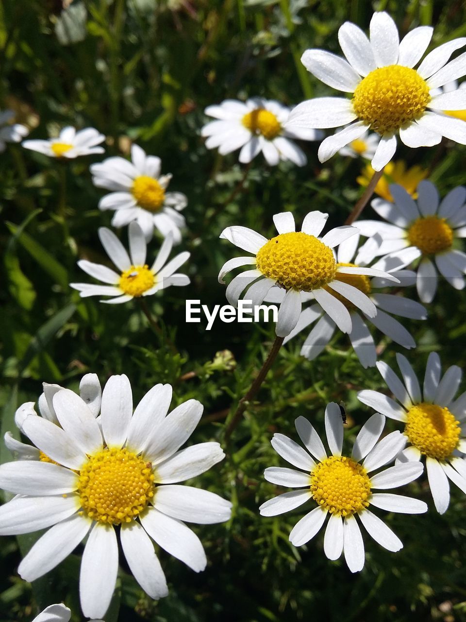 CLOSE-UP OF DAISIES