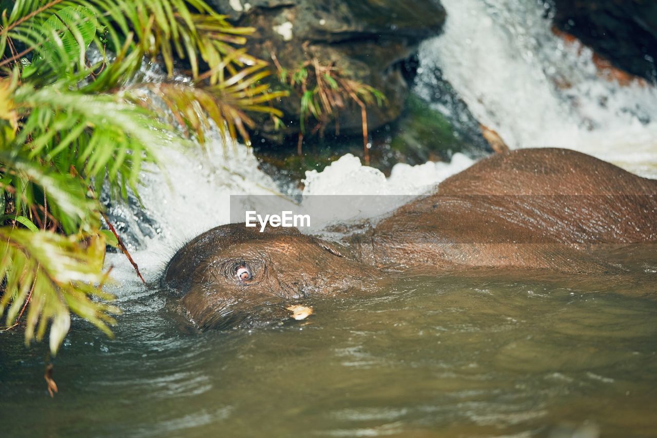 Close-up of elephant in river