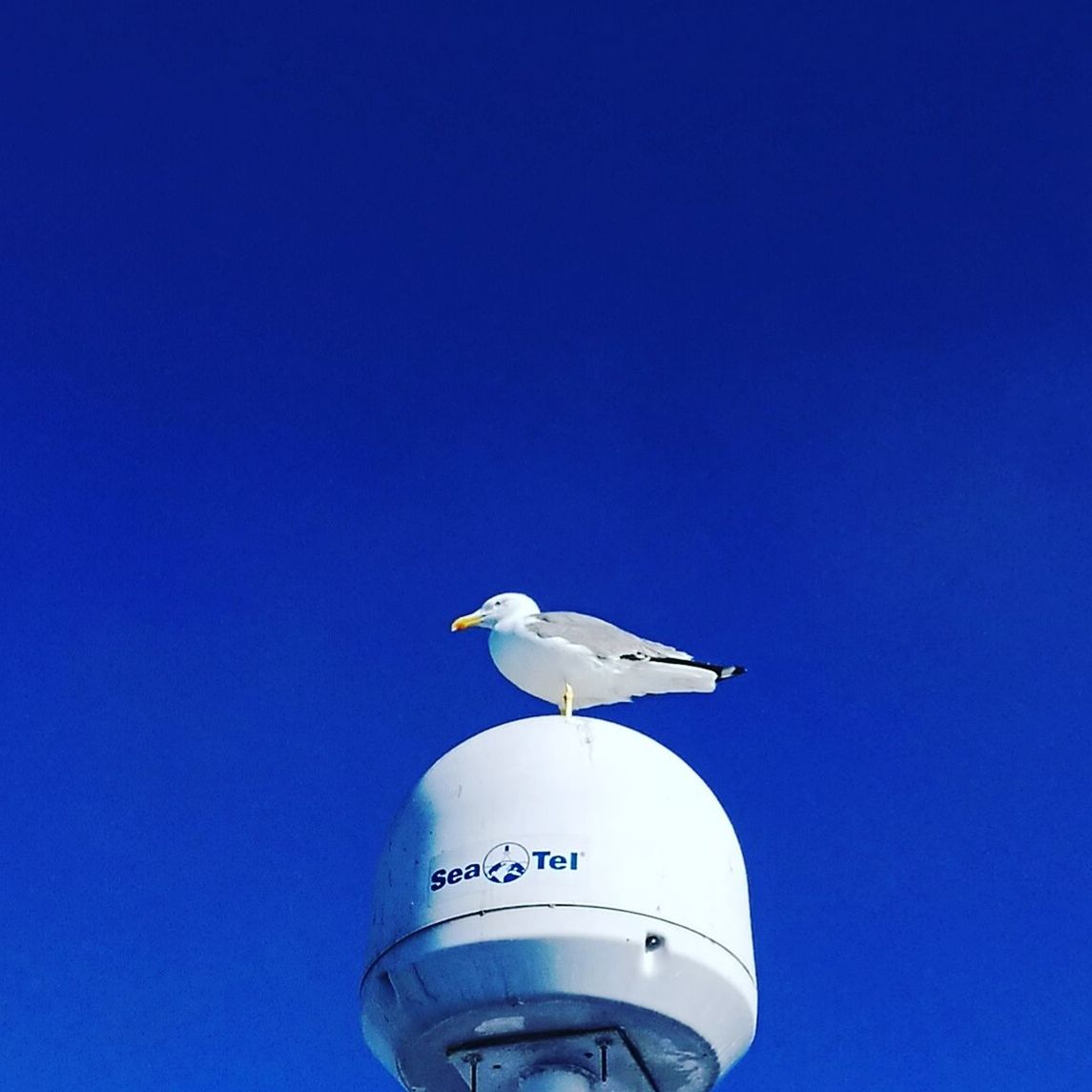 LOW ANGLE VIEW OF SEAGULL AGAINST CLEAR BLUE SKY