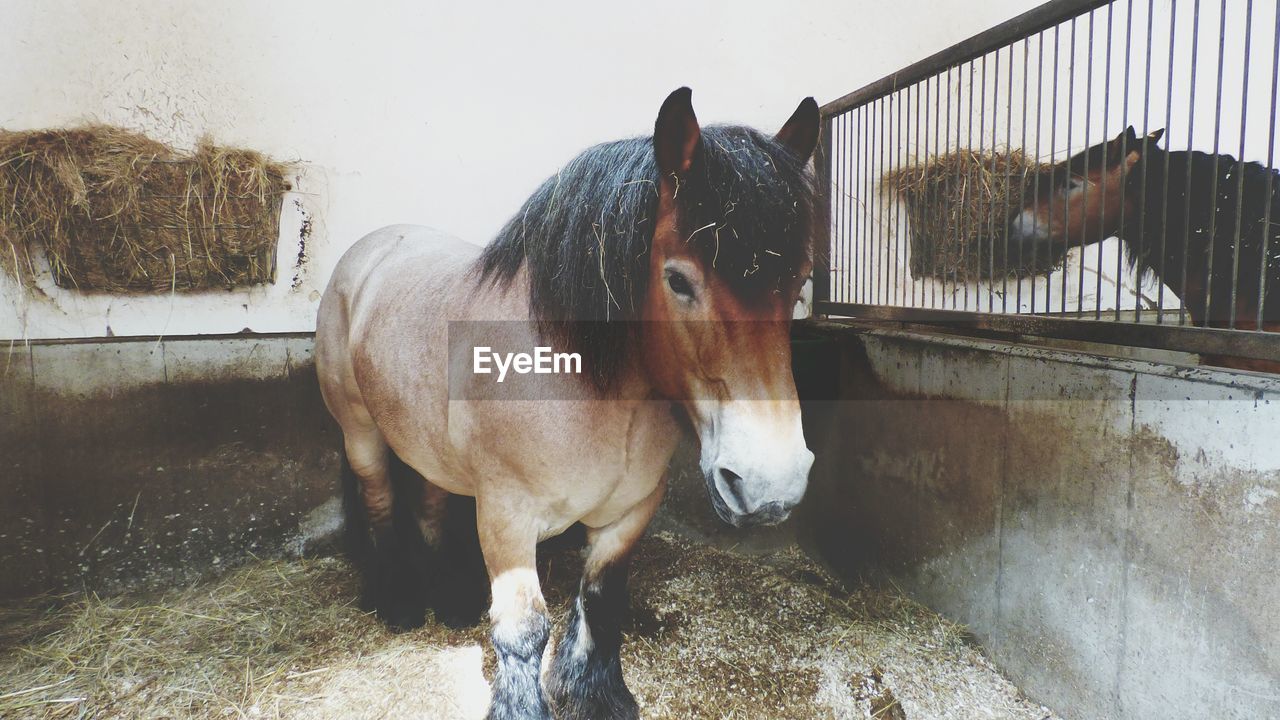 Horse standing in stable