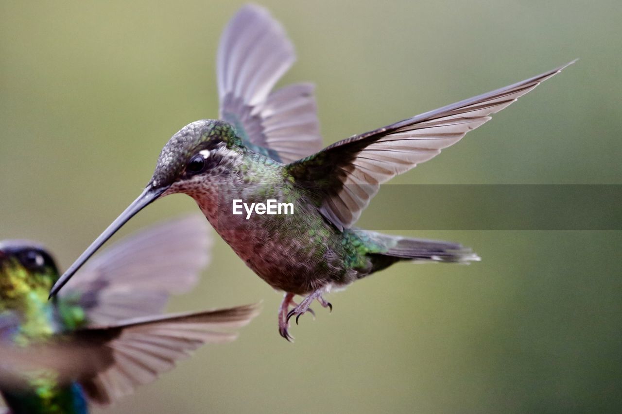 CLOSE-UP OF HUMMINGBIRD FLYING