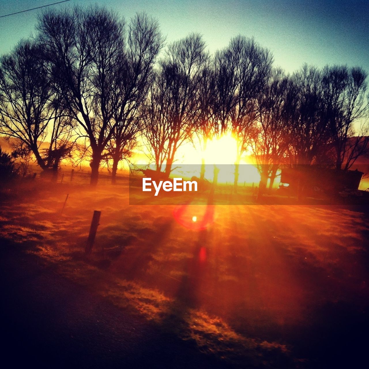 Sun setting behind row of trees