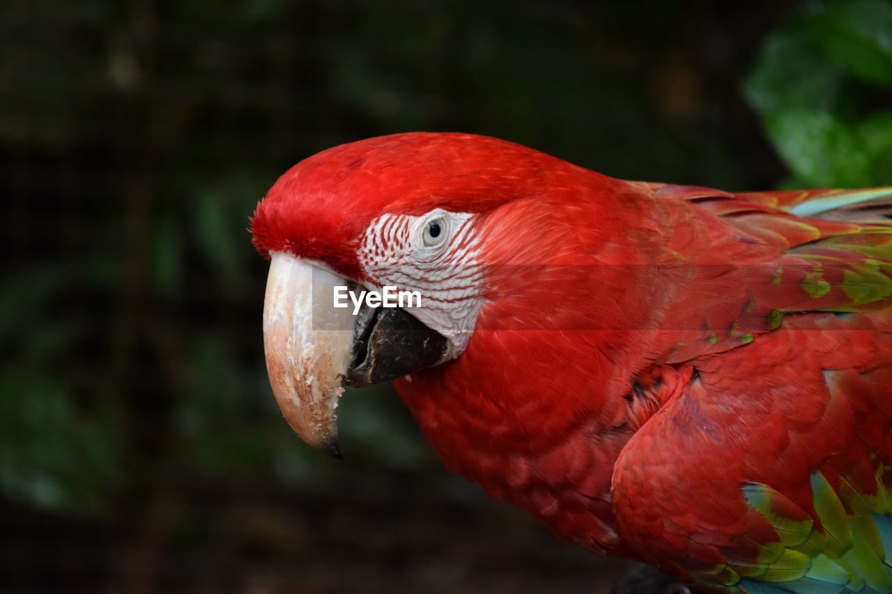 Close-up of parrot