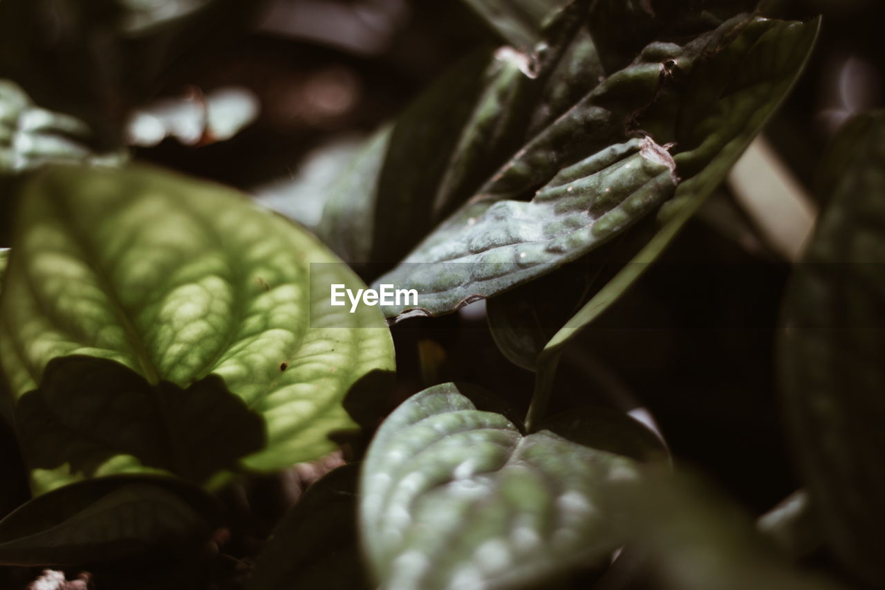 CLOSE-UP OF FRESH GREEN PLANTS