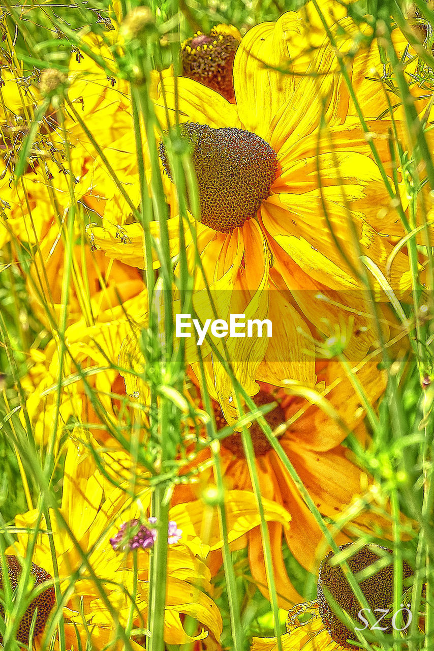 plant, growth, yellow, flower, flowering plant, beauty in nature, freshness, meadow, nature, fragility, no people, wildflower, close-up, flower head, green, field, prairie, day, inflorescence, petal, sunflower, land, outdoors, grass, leaf